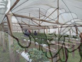 [Título n/d] : lote nº 002, pasta nº 000033, doc. nº 000033 [imagem] / Fotógrafo(a) : [autoria n/d].