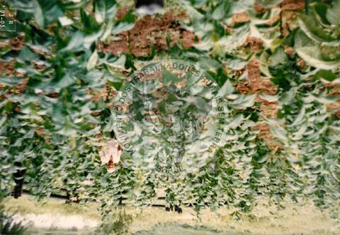 Original Digitaal object not accessible