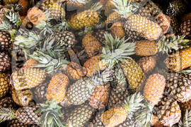 [Título n/d] : lote nº 002, pasta nº 000081, doc. nº 000008 [imagem] / Fotógrafo(a) : [autoria n/d].