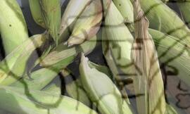 [Título n/d] : lote nº 002, pasta nº 000089, doc. nº 000005 [imagem] / Fotógrafo(a) : [autoria n/d].