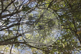 [Título n/d] : lote nº 002, pasta nº 000008, doc. nº 000015 [imagem] / Fotógrafo(a) : [autoria n/d].