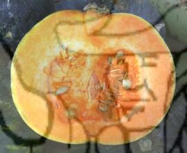 [Título n/d] : lote nº 002, pasta nº 000089, doc. nº 000009 [imagem] / Fotógrafo(a) : [autoria n/d].