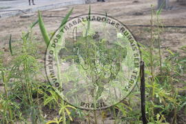 [Título n/d] : lote nº 002, pasta nº 000001, doc. nº 000023 [imagem] / Fotógrafo(a) : [autoria n/d].