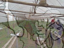 [Título n/d] : lote nº 002, pasta nº 000033, doc. nº 000031 [imagem] / Fotógrafo(a) : [autoria n/d].