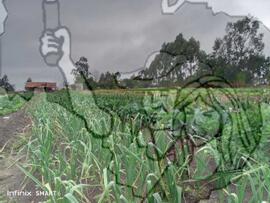 [Título n/d] : lote nº 002, pasta nº 000033, doc. nº 000082 [imagem] / Fotógrafo(a) : [autoria n/d].