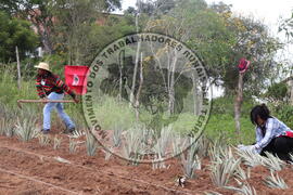 [Título n/d] : lote nº 002, pasta nº 000014, doc. nº 000196 [imagem] / Fotógrafo(a) : [autoria n/d].